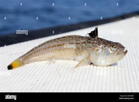 Lesser weever fish .